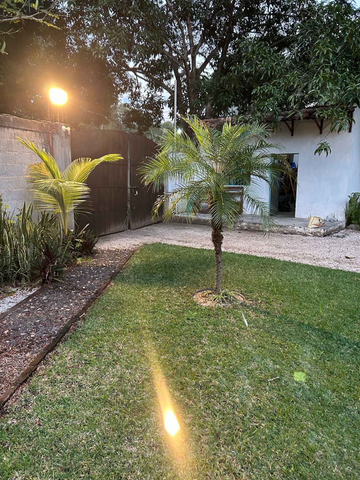Jardín con palmeras